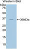 Tissue Factor Pathway Inhibitor antibody, LS-C314490, Lifespan Biosciences, Western Blot image 