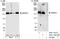 WD Repeat Domain 33 antibody, A301-152A, Bethyl Labs, Western Blot image 