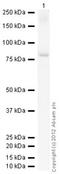 LYN Proto-Oncogene, Src Family Tyrosine Kinase antibody, ab1890, Abcam, Western Blot image 