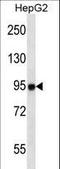 Microtubule Associated Serine/Threonine Kinase Like antibody, LS-C164043, Lifespan Biosciences, Western Blot image 