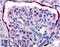 Erb-B2 Receptor Tyrosine Kinase 4 antibody, LS-A2847, Lifespan Biosciences, Immunohistochemistry paraffin image 