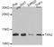 Thioredoxin 2 antibody, A6782, ABclonal Technology, Western Blot image 