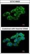 Ubiquitin Associated And SH3 Domain Containing A antibody, GTX116432, GeneTex, Immunocytochemistry image 