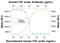 Fibroblast Growth Factor 1 antibody, AF232, R&D Systems, Neutralising image 