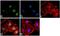 SMAD Family Member 7 antibody, 42-0400, Invitrogen Antibodies, Immunofluorescence image 