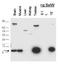 Selenoprotein W antibody, GTX48717, GeneTex, Western Blot image 