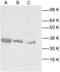 Cyclin Dependent Kinase 2 antibody, MBS440010, MyBioSource, Western Blot image 