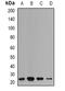 Progesterone Receptor Membrane Component 1 antibody, abx142141, Abbexa, Western Blot image 