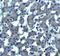 Trophinin antibody, NBP2-41320, Novus Biologicals, Immunohistochemistry frozen image 