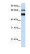 Atlastin GTPase 3 antibody, NBP1-59035, Novus Biologicals, Western Blot image 