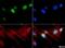 Histone Cluster 2 H3 Family Member D antibody, NB21-1141, Novus Biologicals, Immunocytochemistry image 