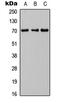 Inositol Polyphosphate-5-Phosphatase J antibody, abx121432, Abbexa, Western Blot image 