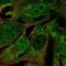Mitochondrial Ribosomal Protein L44 antibody, PA5-58270, Invitrogen Antibodies, Immunofluorescence image 