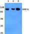 Ubiquitin Like Modifier Activating Enzyme 7 antibody, A08637-1, Boster Biological Technology, Western Blot image 