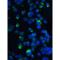 Eukaryotic Translation Initiation Factor 4E Binding Protein 1 antibody, LS-B564, Lifespan Biosciences, Immunofluorescence image 