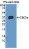 O88888 antibody, LS-C374752, Lifespan Biosciences, Western Blot image 