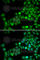 DNA Polymerase Kappa antibody, A6122, ABclonal Technology, Immunofluorescence image 