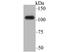 Bromodomain Containing 2 antibody, NBP2-75422, Novus Biologicals, Western Blot image 