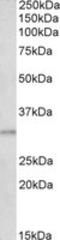 TLE Family Member 5, Transcriptional Modulator antibody, LS-B8362, Lifespan Biosciences, Western Blot image 