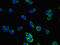 CD177 Molecule antibody, CSB-PA850816LA01HU, Cusabio, Immunofluorescence image 