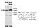 Protocadherin Beta 11 antibody, MBS415674, MyBioSource, Western Blot image 