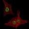 Fibroblast Growth Factor Receptor 4 antibody, 63-088, ProSci, Immunofluorescence image 