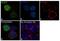 IKAROS Family Zinc Finger 3 antibody, 720418, Invitrogen Antibodies, Immunofluorescence image 