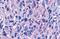 Purinergic Receptor P2Y11 antibody, GTX13104, GeneTex, Immunohistochemistry paraffin image 