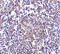Apoptosis And Caspase Activation Inhibitor antibody, 2413, ProSci, Immunohistochemistry frozen image 