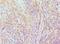 Elongin A antibody, MBS968994, MyBioSource, Immunohistochemistry frozen image 