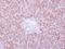 Ankyrin Repeat Domain 45 antibody, GTX106810, GeneTex, Immunohistochemistry paraffin image 