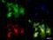 Solute Carrier Family 16 Member 1 antibody, NBP1-59656, Novus Biologicals, Immunocytochemistry image 