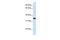 Reticulon-1 antibody, GTX46034, GeneTex, Western Blot image 