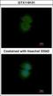 Transducin Beta Like 2 antibody, GTX119131, GeneTex, Immunocytochemistry image 