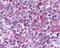 C-X3-C Motif Chemokine Receptor 1 antibody, 48-367, ProSci, Immunohistochemistry frozen image 
