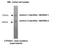 Cytochrome P450 Family 20 Subfamily A Member 1 antibody, NBP2-50192, Novus Biologicals, Western Blot image 