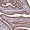 Poly(RC) Binding Protein 2 antibody, NBP1-83241, Novus Biologicals, Immunohistochemistry paraffin image 