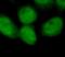 Methyltransferase Like 4 antibody, FNab05140, FineTest, Immunofluorescence image 