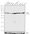 Purinergic Receptor P2Y12 antibody, 711546, Invitrogen Antibodies, Western Blot image 