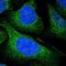 UFM1 Specific Ligase 1 antibody, NBP1-90691, Novus Biologicals, Immunofluorescence image 