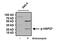 Heat Shock Protein Family B (Small) Member 1 antibody, PA1-016, Invitrogen Antibodies, Western Blot image 