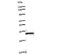 FA Complementation Group E antibody, LS-C342687, Lifespan Biosciences, Western Blot image 