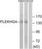Pleckstrin Homology And RhoGEF Domain Containing G4 antibody, LS-C120273, Lifespan Biosciences, Western Blot image 