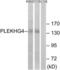 Puratrophin-1 antibody, LS-C120273, Lifespan Biosciences, Western Blot image 