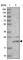 TBC/LysM-Associated Domain Containing 2 antibody, HPA047468, Atlas Antibodies, Western Blot image 