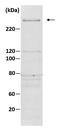 TATA-Box Binding Protein Associated Factor 1 antibody, GTX00900, GeneTex, Western Blot image 