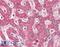 Roundabout Guidance Receptor 1 antibody, 46-315, ProSci, Enzyme Linked Immunosorbent Assay image 