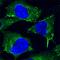 Caveolin 1 antibody, BAM5736, R&D Systems, Immunocytochemistry image 