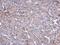 CTD Small Phosphatase 2 antibody, PA5-28557, Invitrogen Antibodies, Immunohistochemistry frozen image 