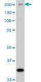 AT-rich interactive domain-containing protein 1B antibody, LS-C133798, Lifespan Biosciences, Western Blot image 